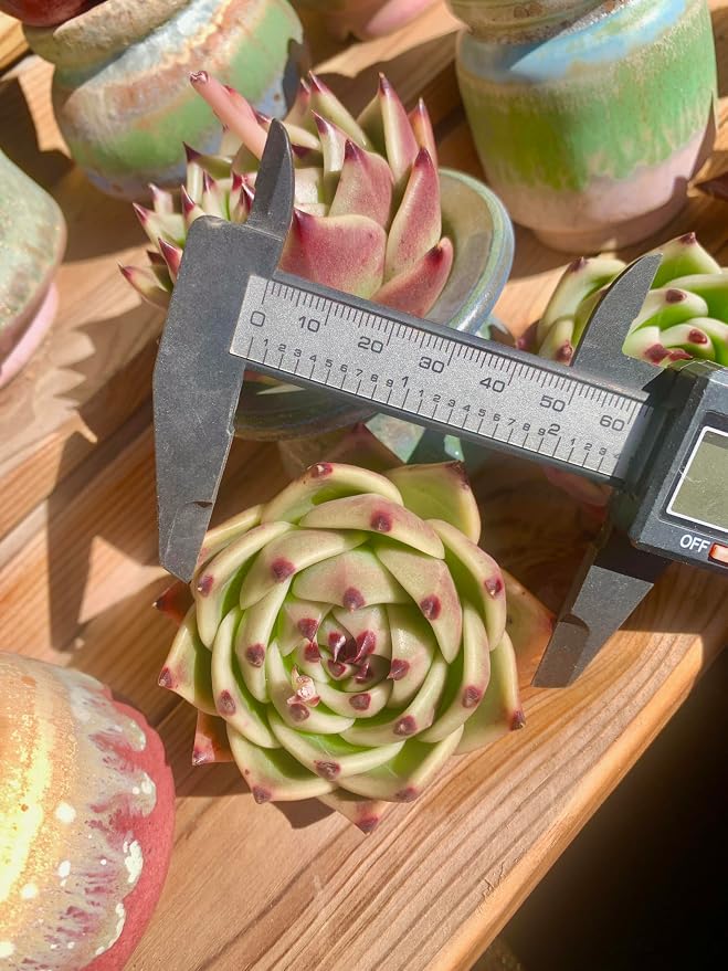 Echeveria Agavoides Blue Dragon Rare Live Succulent Plants, 1 Head Pot Size 2.5 Live Plant, Excludes Pot & Soil, Garden Indoor Office Desk, Party Baby Shower Decor, Gift for Plant Enthusiasts