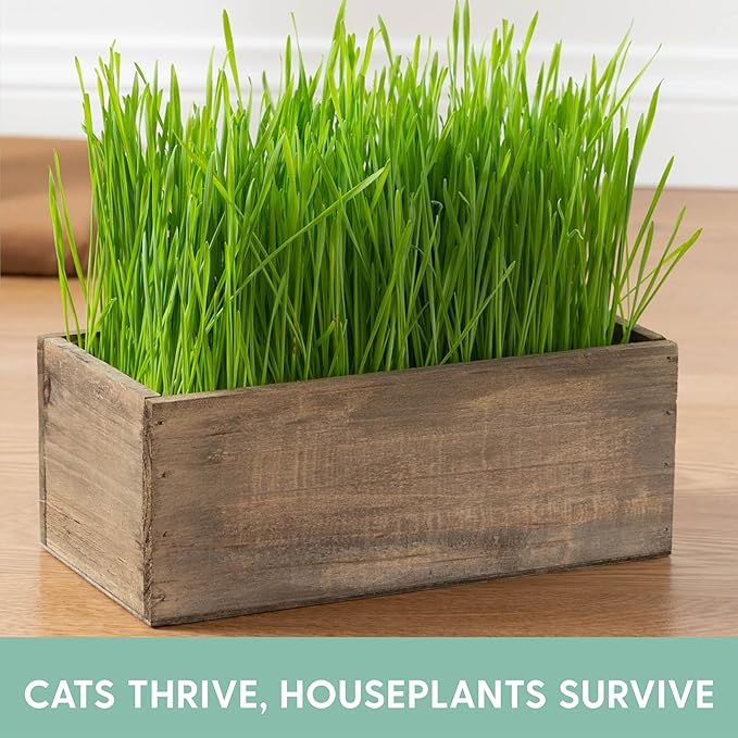 The Cat Ladies Cat Grass Kit Complete with Rustic Wood Planter, Organic Seed and Soil. Easy to Grow - Great for Indoor or Outdoor Cat, Dogs and Other Pets. Prevent Hairballs and Aid Digestion