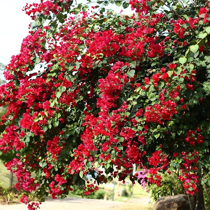 2 Bougainvillea Live Plants, Tropical Bougainvillea Flowering Vine, Fast Growing Outdoor and Container Plant, 4-8'' Tall (Doubel Red Blooms)