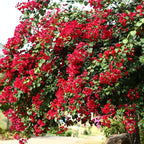 2 Bougainvillea Live Plants, Tropical Bougainvillea Flowering Vine, Fast Growing Outdoor and Container Plant, 4-8'' Tall (Doubel Red Blooms)