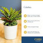 Costa Farms Calathea Live Plant in Decorative Pot, Large Indoor Houseplant, Perfect for Home, Room, or Office Decor, Great House Warming or Birthday Gift, 2-3 Feet Tall