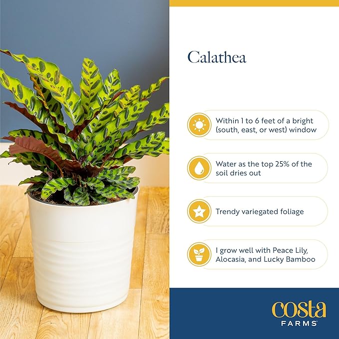 Costa Farms Calathea Live Plants in Decorative Pot, Large Indoor Houseplant, Assorted Variety, Home, Room, or Office Decor, Great House Warming or Birthday Gift, 2-3 Feet Tall, Pack of 2