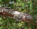 Bonsai Tree | Rocky Mountain Juniper | Seed Grow Kit | The Jonsteen Company