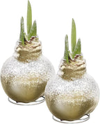Snow Flecked Waxed Amaryllis Bulb 2-Pack – Gold Wax with Red Blooms – Live Holiday Gift Plant, Easy Care, No Watering Needed