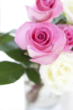 KaBloom - Pink and White Roses (Two Dozen) With Vase - Fresh Flowers for Birthday, Valentine's & Mother's Day