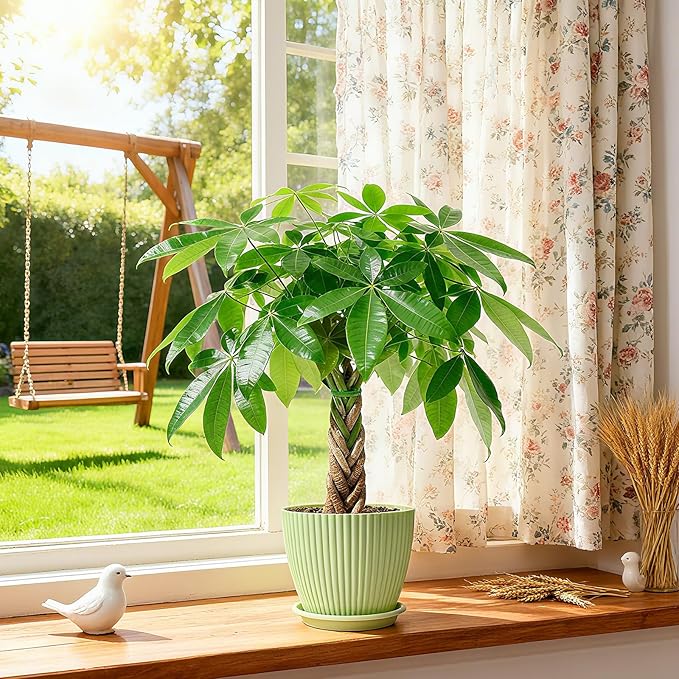 Sprout N Green 8-10" Money Tree with 5 Lucky Braid, Live Plant with Green Stripe Pot, Decoration for Indoor Home Office Tabletop Windowsill Side Table, Gift for Housewarming Mother's Day