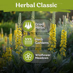 KVITER 1,500 Mullein Seeds for Planting (Verbascum Thapsus) – Mullein Herb, Heirloom Seed Non GMO Organic – Ideal for Herb Garden – US Grown Herbs Flower Seeds