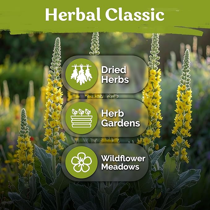 KVITER 1,500 Mullein Seeds for Planting (Verbascum Thapsus) – Mullein Herb, Heirloom Seed Non GMO Organic – Ideal for Herb Garden – US Grown Herbs Flower Seeds