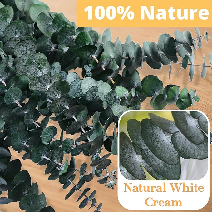 Dried Eucalyptus for Shower Hanging - 17'' Real Large Preserved Eucalyptus Stems Green Home Decor, 100% Made from Fresh Eucalyptus Leaves, Bathroom Shower Decor, Wedding, DIY (24PCS)