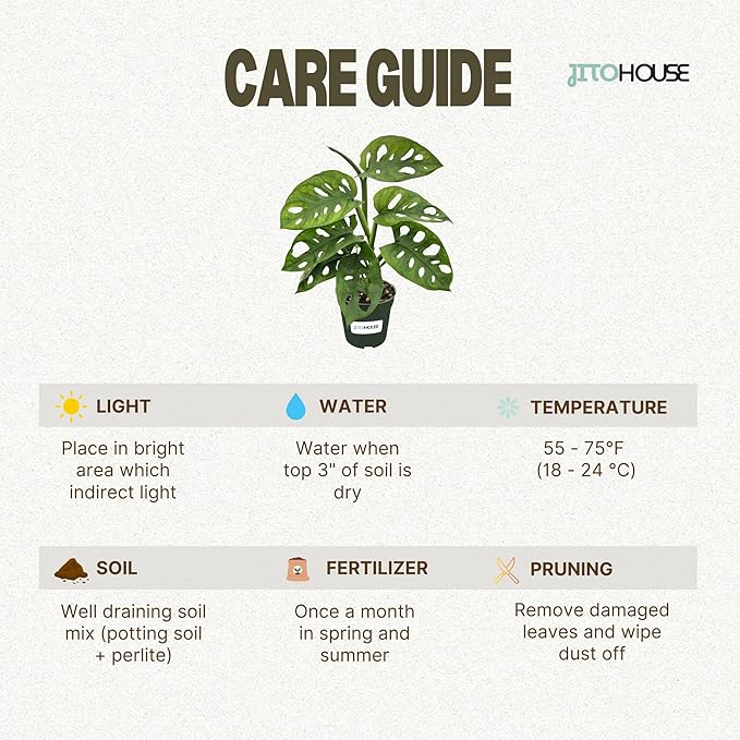 Monstera Adansonii Swiss Cheese - Live Full Size Indoor Plants Houseplants, Air Purifier Indoor Plants | Real Plants Decor for Living Room, Office, Desk & Bathroom, Easy Low Maintenance - JitoHouse