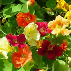 Seed Needs Nasturtium Seeds for Planting Edible Flowers - Collection Set of Jewel Blend & Double Gleam Nasturtiums to Attract Pollinators to a Butterfly Garden - Trailing and Bush Varieties (2 Packs)
