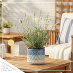 Live Lavender 2-Pack – White – Fragrant Sun Perennial Herb, Pollinator Friendly, 10” Tall, 1 Qt Pot