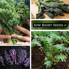 Sow Right Seeds - Kale Seed Collection for Planting - Non-GMO Heirloom Packet with Instructions to Plant and Grow a Home Vegetable Garden, Great Gardening Gift