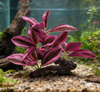 M2cbridge Fish Tank Plastic Soft Grass Artificial Betta Water Plants Decoration Goldfish Hide 2pcs (Purple)