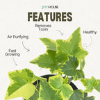Live Air Purifying English Ivy Variegated Plant (Hedera Helix) – 4” Pot | Easy-Care Indoor Trailing Vine for Home, Office & Apartment Décor | Fast-Growing Houseplant by JitoHouse