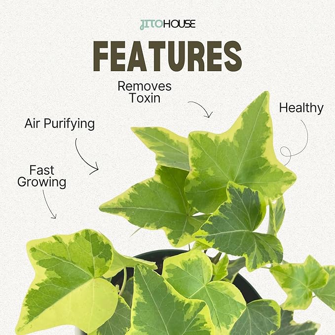 Live Air Purifying English Ivy Variegated Plant (Hedera Helix) – 4” Pot | Easy-Care Indoor Trailing Vine for Home, Office & Apartment Décor | Fast-Growing Houseplant by JitoHouse