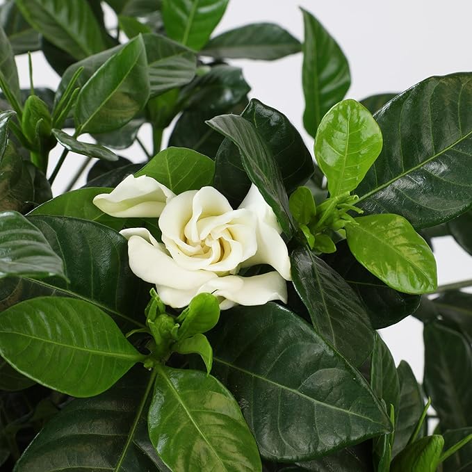 Gardenia Plant (3G), Cape Jasmine Plant Outdoor Plants, Fresh Flowers for Delivery Prime, Live Plants Indoor Plants Live Houseplants, Gardenia Plants Live House Plants Indoors Live by Plants for Pets