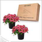 Live Flowering Verbena - Red Bicolor (2 Plants Per Pack) - Healthy Flowering Plant - Beautiful Spring Color - 10" Tall by 5" Wide in 1Qt Pot