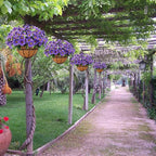 Ouddy Decor Artificial Hanging Flowers with Basket, Fake Silk Hanging Flowers in Coconut Lining Basket Faux Hanging Plants for Outdoor Indoor Spring Garden Porch Patio Balcony Home Decor, Purple