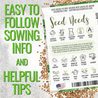 Seed Needs Cilantro & Dill Seeds for Planting Fresh Kitchen Herbs - Non-GMO Heirloom & Untreated Perennial Herb Seed to Plant a Culinary Garden Indoors or Outdoors (2 Pack Duo)