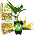 Yellow Bird of Paradise Live Plant - Strelitzia Reginae by Wellspring Gardens - Mandela’s Gold Tropical Flowering Perennial, Exotic Indoor/Outdoor Houseplant, Easy Care, Low Maintenance Starter Plant