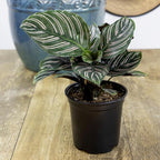 Live Calathea Houseplant (4 Pack), Pet Safe Plants for Cats & Dogs, Makoyana, Rattlesnake, Roseopicta, Air Purifying Indoor Plant Mix, Freddie, Orbifolia, Prayer Plants, Real Calatheas, 4.25 in. Pots