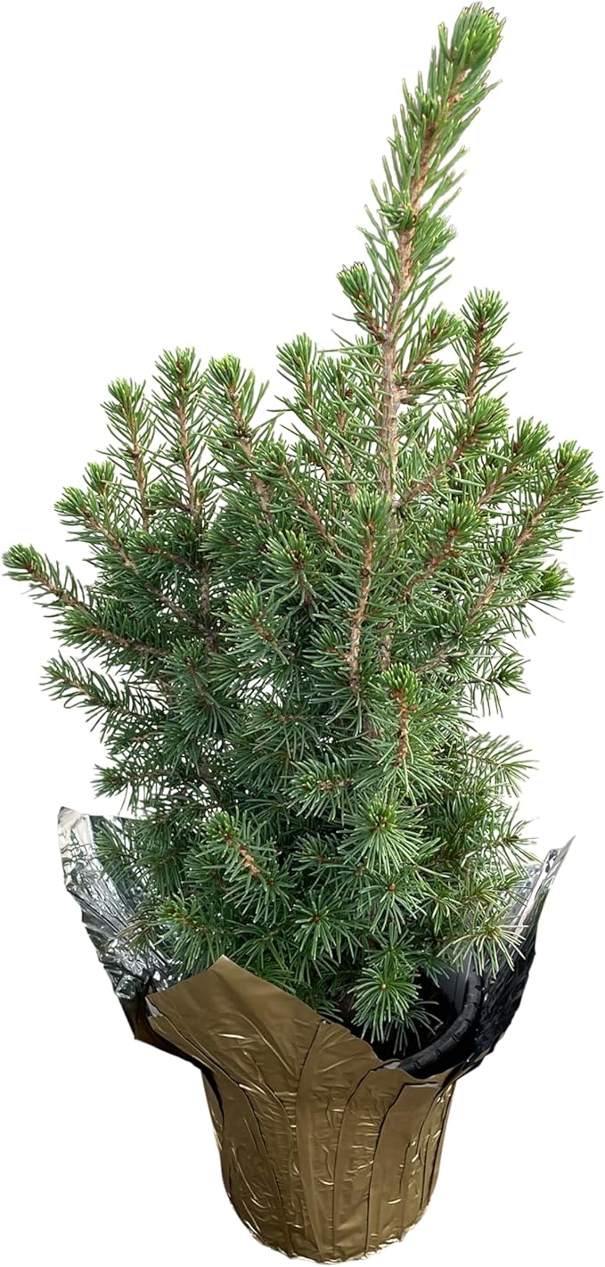 Live Alberta Spruce Tree - Tabletop Decoration - 10" Tall by 4" Wide in Deco Cover