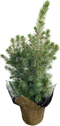 Live Alberta Spruce Tree - Tabletop Decoration - 10" Tall by 4" Wide in Deco Cover