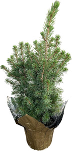 Live Alberta Spruce Tree - Tabletop Decoration - 10" Tall by 4" Wide in Deco Cover