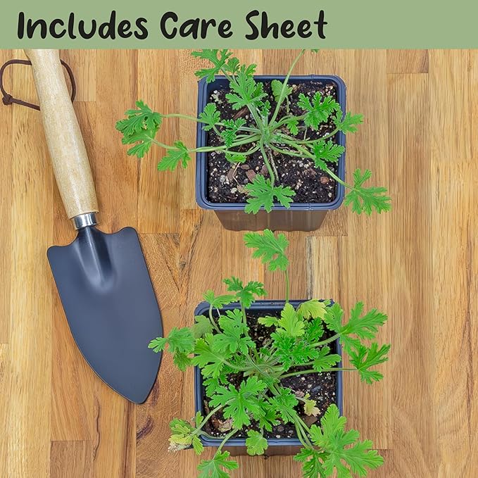 Live Citronella Geranium Plants (2-Pack); Pelargonium Citronella Scented Potted Plants