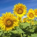 Groundio Mammoth Sunflower Seeds to Plant, 1 Ounce Packet 300+ Seeds, 6-12 FT Giant Sunflower, Non-GMO, Heirloom, High Germination, Grown in the USA