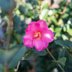 PERFECT PLANTS Kanjiro Camellia Shrub 1 Gallon | Live Plant for Outdoor Planting | Hot Pink Flowers with Evergreen Foliage | Perfect for Sun or Shade Garden