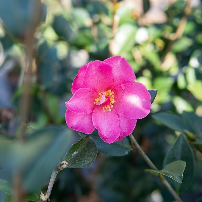 PERFECT PLANTS Kanjiro Camellia Shrub 1 Gallon | Live Plant for Outdoor Planting | Hot Pink Flowers with Evergreen Foliage | Perfect for Sun or Shade Garden