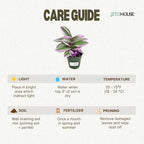 Tradescantia Bubblegum Nanouk Purple Plant - Fully Rooted Rare Houseplant for Home Office Wedding Decorations | Indoor and Outdoor - JitoHouse