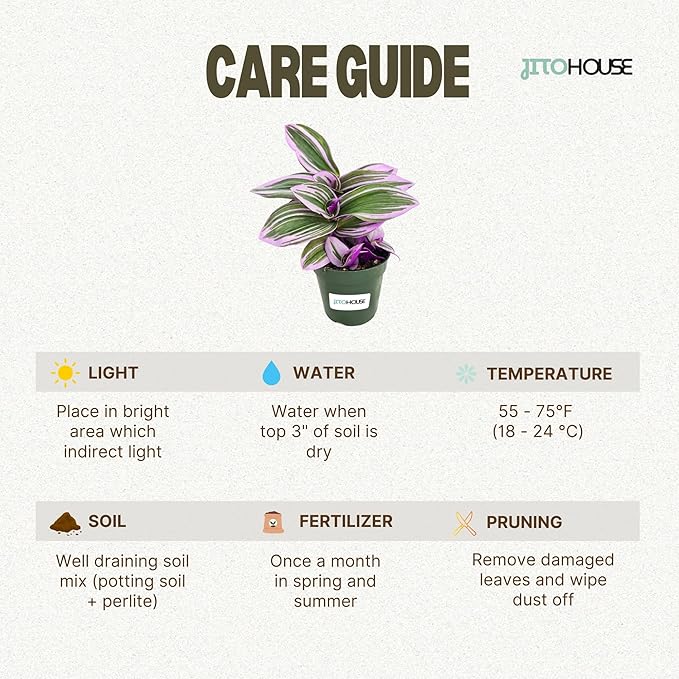 Tradescantia Bubblegum Nanouk Purple Plant - Fully Rooted Rare Houseplant for Home Office Wedding Decorations | Indoor and Outdoor - JitoHouse
