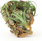 Medium Natural Cork Bark DIY Kit with Four Assorted Air Plants, Glue and Hook - Live Tillandsia Succulent House Plant - Wholesale and Bulk - Home and Garden Decor - Easy Care Indoor and Outdoor Plants