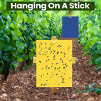 Qualirey 100 Pcs 6 x 8 Inch Sticky Traps for Plant Double Sided Sticky Trap for Gnats with Twist Ties Fly Traps for Fruit Insect Fungus Bugs Indoor Outdoor (Yellow,Blue)