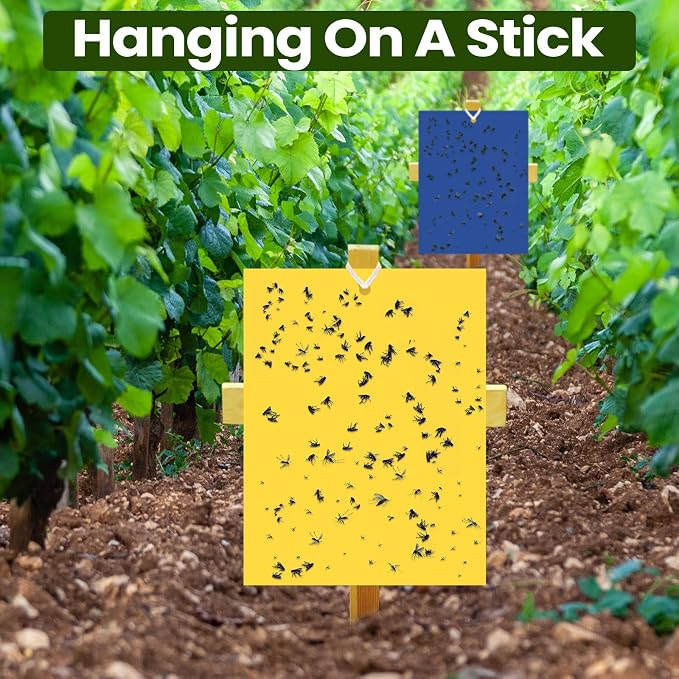 Qualirey 150 Pcs 6 x 8 Inch Sticky Traps for Plant Double Sided Sticky Trap for Gnats with Twist Ties Fly Traps for Fruit Insect Fungus Bugs Indoor Outdoor (Yellow,Blue,Black)