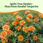 Outsidepride Tangerine Moss Rose Seeds - 500 Pcs Annual, Drought & Heat Tolerant, Pollinator Friendly Ground Cover Seeds for Planting w/Vibrant Blooms & Succulent Foliage, Ideal for Xeriscaping