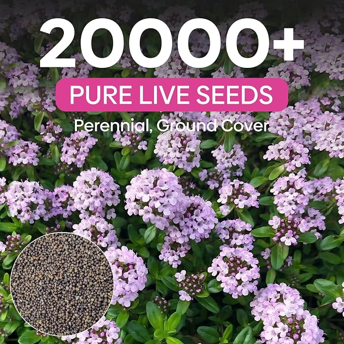 Groundio 20000+ Creeping Thyme Seeds Ground Cover Plant, Perennial Thyme Flower Seeds for Planting Outdoor, Low Maintenance, Grown in The USA