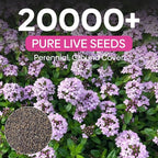 Groundio 20000+ Creeping Thyme Seeds Ground Cover Plant, Perennial Thyme Flower Seeds for Planting Outdoor, Low Maintenance, Grown in The USA