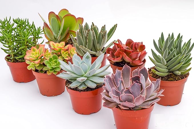 Large Colorful Outdoor Succulents - Assorted 4 Inch - Live Outdoor Succulent Plants - Large Fully Rooted Live Succulents (8)