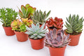 Large Colorful Outdoor Succulents - Assorted 4 Inch - Live Outdoor Succulent Plants - Large Fully Rooted Live Succulents (8)