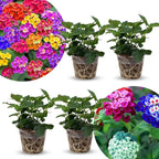 2 Random Lantana Plants Live Trees, Ready to Bloom, Hardy Long Blooming Seasons, Vibrant Colorful Perennial Fragrant, 5-10" in Tall, Full Sun Growing