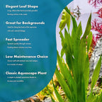 SubstrateSource Live Plant - Tall Grass, Vallisneria Americana - Easy Care, Moderate to High Light, Bright Green Accent, Freshwater Aquatic Plant for Aquascaping - Lead Bunch