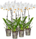 Green Circle Growers 6 Pack 5 inch White Orchids in Grower Pot, Live Plant