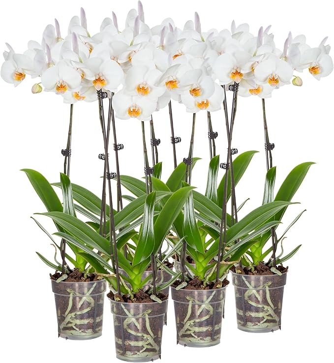 Green Circle Growers 6 Pack 5 inch White Orchids in Grower Pot, Live Plant