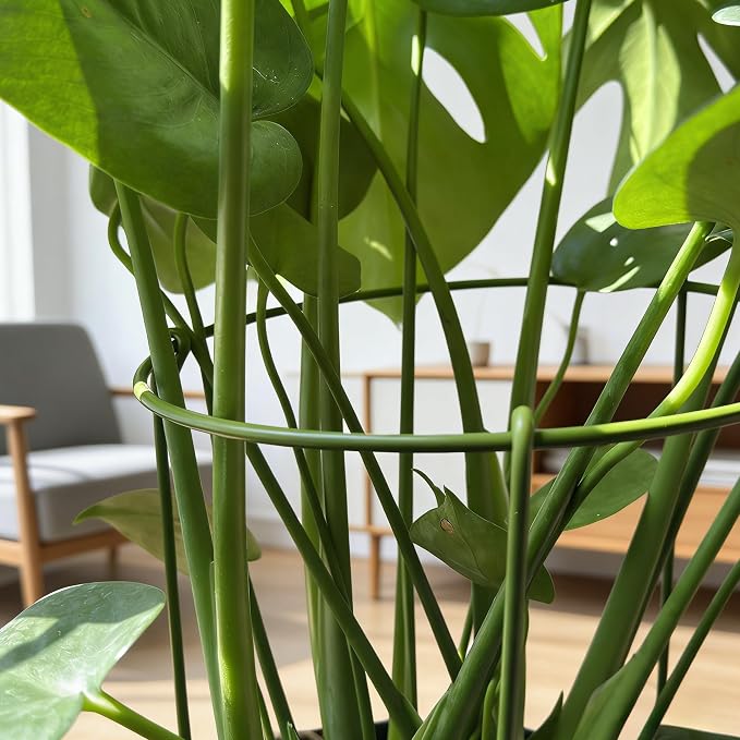 6-Pack Heavy Duty Plant Stakes and Supports for Indoor Outdoor Plants, Metal Support Stakes & Cage Rings, Ideal for Monstera, Peonies, Roses (6" W x 11" H)