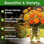LUOJIBIE Calendula Seeds, Calendula Seeds for Planting Outdoor & Indoor, 8,000+ Pacific Beauty Mix Annual Flower Seeds Bulk, Non-GMO Flower Seeds, Large Blooms, Easy to Grow