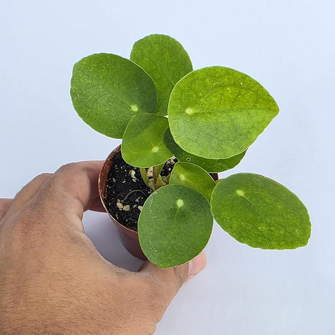 Chinese Money Plant Live (Pilea Peperomioides) | Available in 2.5 Inch & 4 Inch Nursery Pot or Add Our Geometric Self-Watering Planter | Air Purifying (Nursery Pot, 2.5 inch Pot)